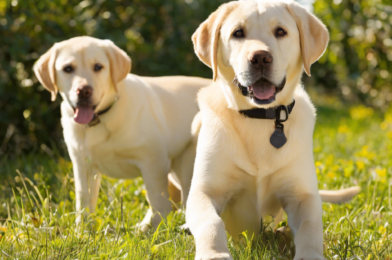 Breed Spotlight: Why the Labrador Retriever is the Ultimate Family Dog