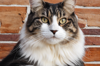 Breed Spotlight: Why the Maine Coon is the King of Cats