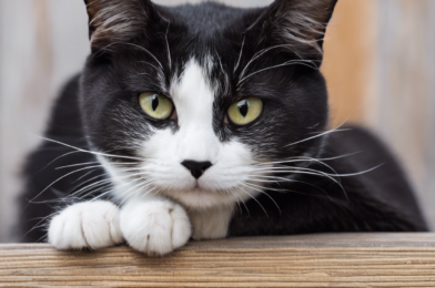 Understanding Cat Breed Personalities: What to Expect from Each Breed